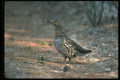 352053 Spruce Grouse, Hen A4 Photo Print