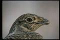 352054 Sharp tailed Grouse A4 Photo Print