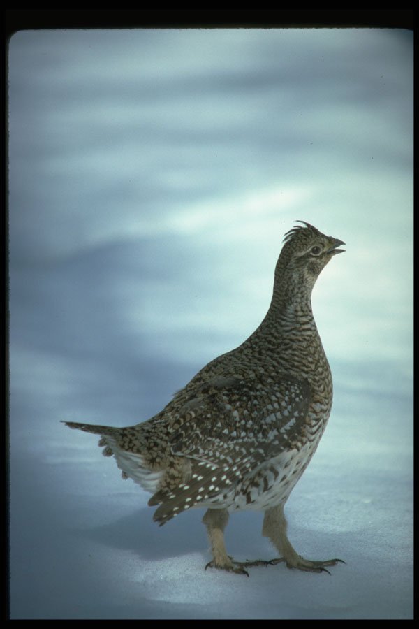 352055 Sharp tailed Grouse A4 Photo Print