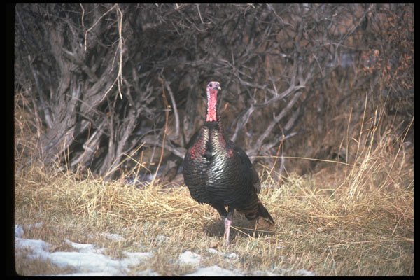 352056 Merriams Wild Turkey, Gobbler A4 Photo Print
