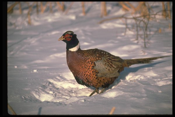 352057 Cock Pheasant Standing In A Snowy Cornfield A4 Photo Print