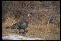352058 Merriams Wild Turkey, Gobbler A4 Photo Print