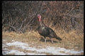 352059 Merriams Wild Turkey, Gobbler A4 Photo Print
