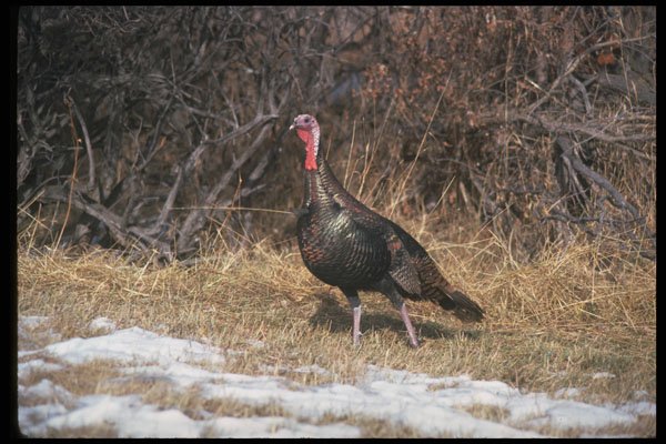 352059 Merriams Wild Turkey, Gobbler A4 Photo Print