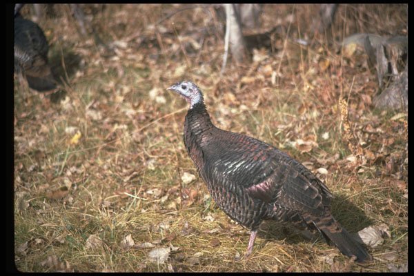 352060 Merriams Wild Turkey, Hen A4 Photo Print
