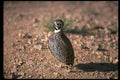352061 Mearns Quail, Cock A4 Photo Print