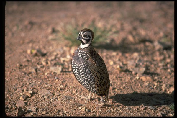 352061 Mearns Quail, Cock A4 Photo Print