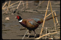 352062 Ring necked Cock Pheasant Skulks Through An Open Stubblefield A4 Photo Print