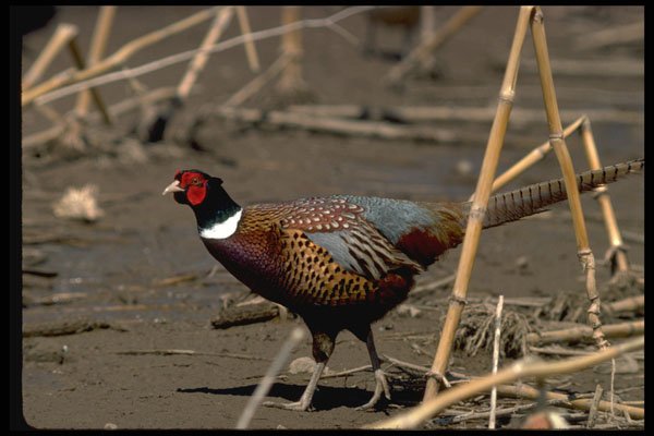 352062 Ring necked Cock Pheasant Skulks Through An Open Stubblefield A4 Photo Print