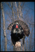 352063 Eastern Wild Turkey, Standing A4 Photo Print