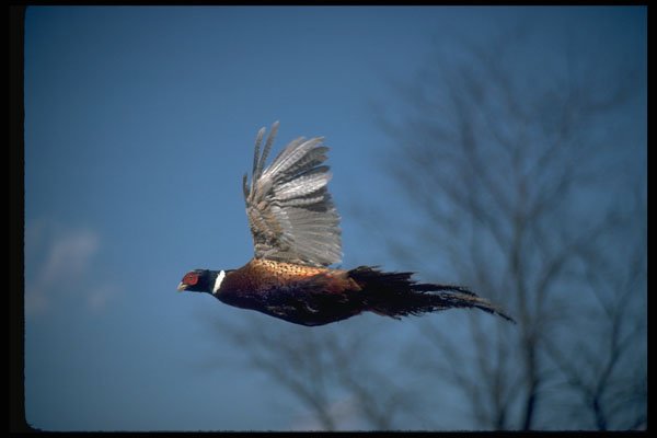 352064 Ring necked Cock Pheasant In Flight A4 Photo Print