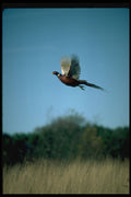 352065 Pheasant In Flight A4 Photo Print