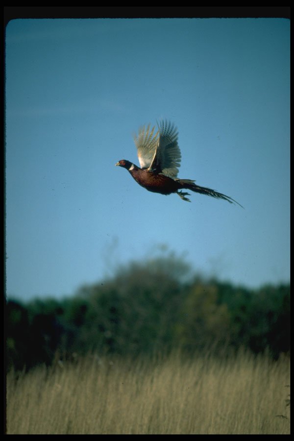352065 Pheasant In Flight A4 Photo Print