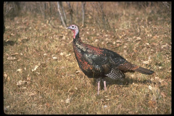 352066 Merriams Wild Turkey, Hen A4 Photo Print