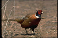 352067 Ring necked Cock Pheasant, Alert And Wary In A Stubblefield A4 Photo Print