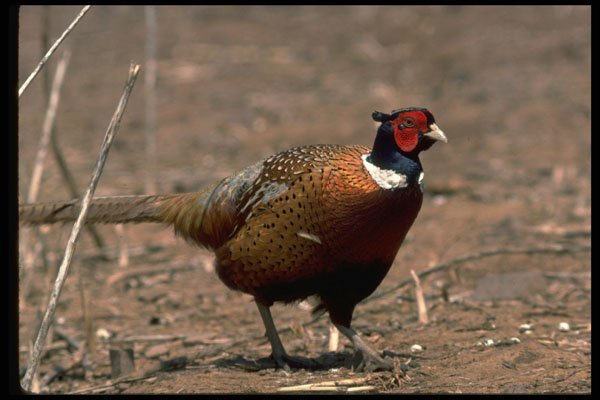 352067 Ring necked Cock Pheasant, Alert And Wary In A Stubblefield A4 Photo Print