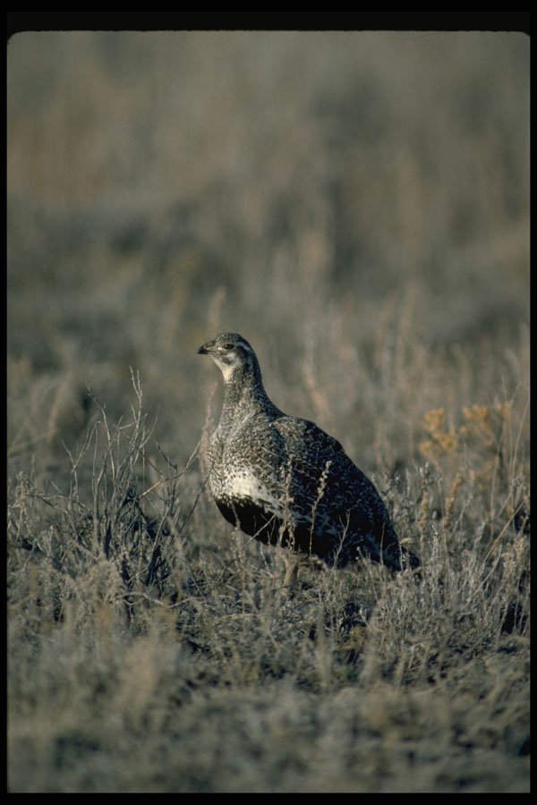 352068 Sage Grouse, Hen A4 Photo Print
