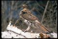 352069 Ruffed Grouse Standing On A Birch Log A4 Photo Print