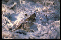 352070 Ruffed Grouse Standing In Snowy Woods A4 Photo Print