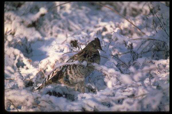 352070 Ruffed Grouse Standing In Snowy Woods A4 Photo Print