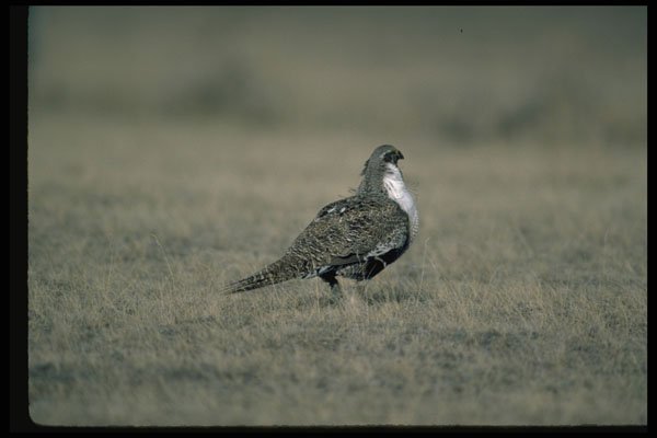 352071 Sage Grouse A4 Photo Print