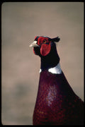 352072 Ring necked Pheasant A4 Photo Print