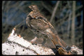 352073 Ruffed Grouse Standing On A Birch Log A4 Photo Print