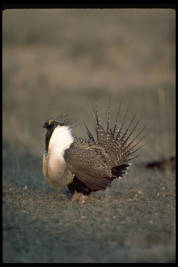 352074 Sage Grouse Strutting A4 Photo Print