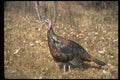 352075 Merriams Wild Turkey, Hen A4 Photo Print