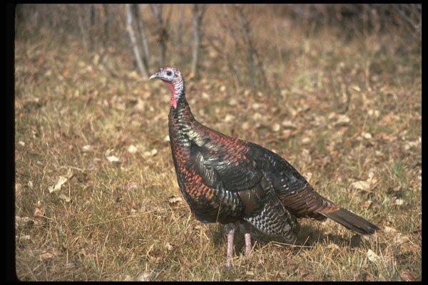 352075 Merriams Wild Turkey, Hen A4 Photo Print