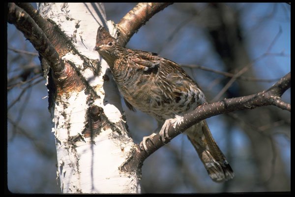 352076 Ruffed Grouse Perched In A Birch Tree A4 Photo Print