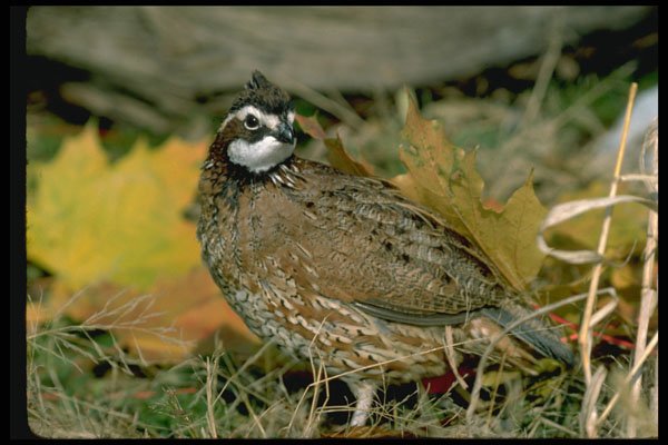 352077 Bobwhite Quail (cock) Looks Around Alertly For Danger A4 Photo Print