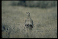 352078 Sage Grouse, Hen A4 Photo Print