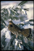 352079 Ruffed Grouse Perched In A Snowy Tree A4 Photo Print