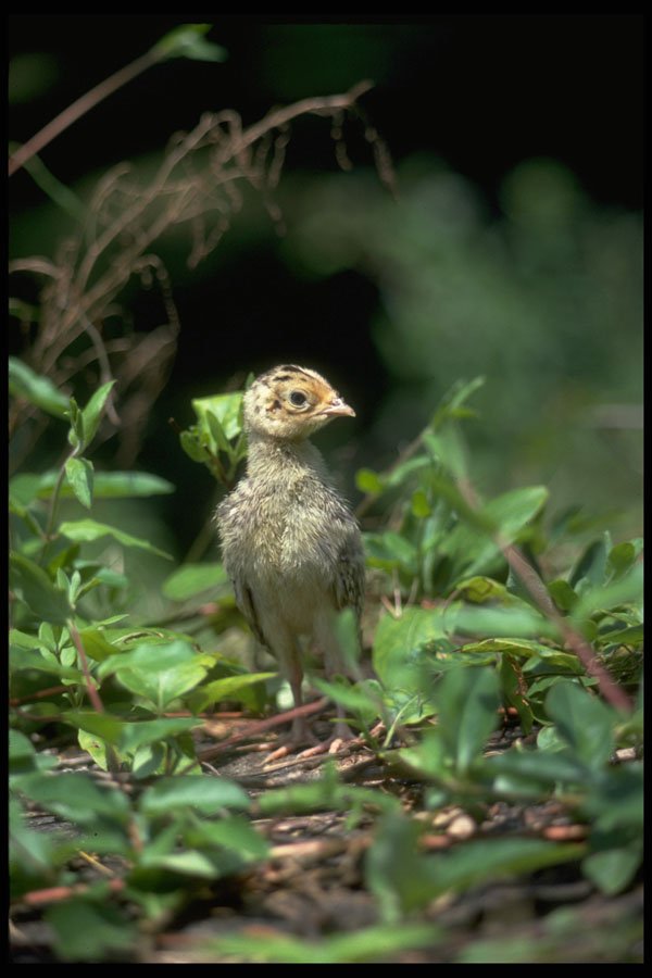 352080 Ring necked Pheasant Chick (about One Week Old) A4 Photo Print