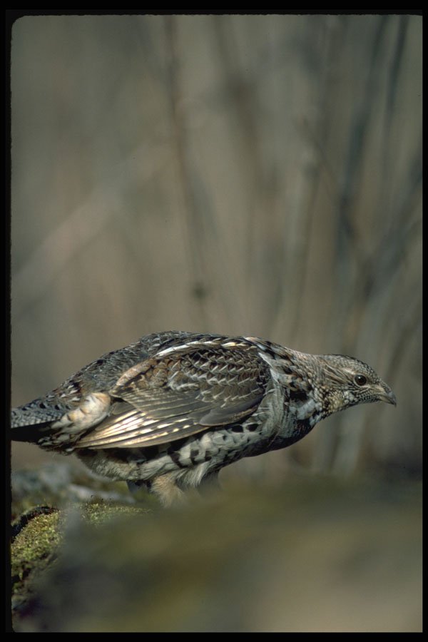 352081 Ruffed Grouse A4 Photo Print