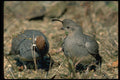 352082 Desert Quail, Cock (left) And Hen (right) A4 Photo Print
