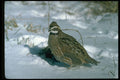 352083 Bobwhite Quail, Cock In A Snowy Winter Field A4 Photo Print