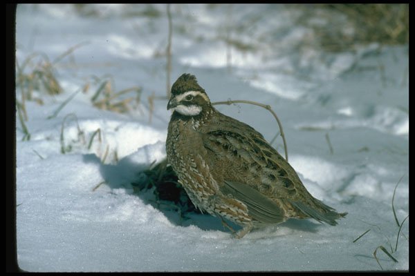 352083 Bobwhite Quail, Cock In A Snowy Winter Field A4 Photo Print