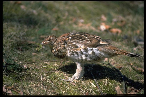 352084 Ruffed Grouse Feeding On Forest Floor A4 Photo Print