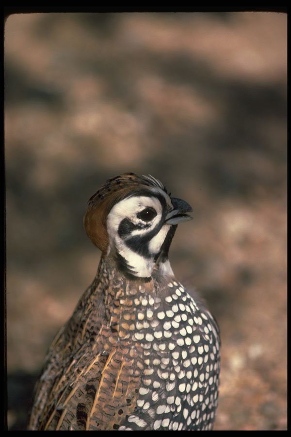 352085 Mearns Quail,cock Calling A4 Photo Print