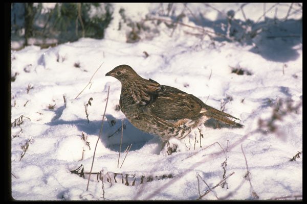 352086 Ruffed Grouse Standing On Snowy Ground A4 Photo Print