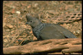 352087 Scaled Quail A4 Photo Print