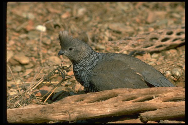 352087 Scaled Quail A4 Photo Print