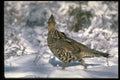 352088 Ruffed Grouse Standing In A Snowy Weed Lot A4 Photo Print