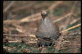352089 Hungarian Partridge A4 Photo Print