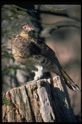 352090 Ruffed Grouse Standing On An Old Stump A4 Photo Print