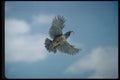 352091 Chukar Partridge In Flight A4 Photo Print