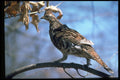 352092 Ruffed Grouse Perched On A Tree Limb A4 Photo Print