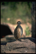 352093 Mearns Quail, Cock A4 Photo Print